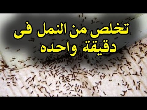 التخلص من النمل في البيت 11843