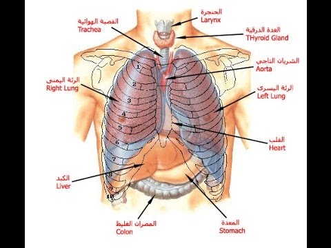 صور جسم الانسان , صور مختلفة لجسم الانسان