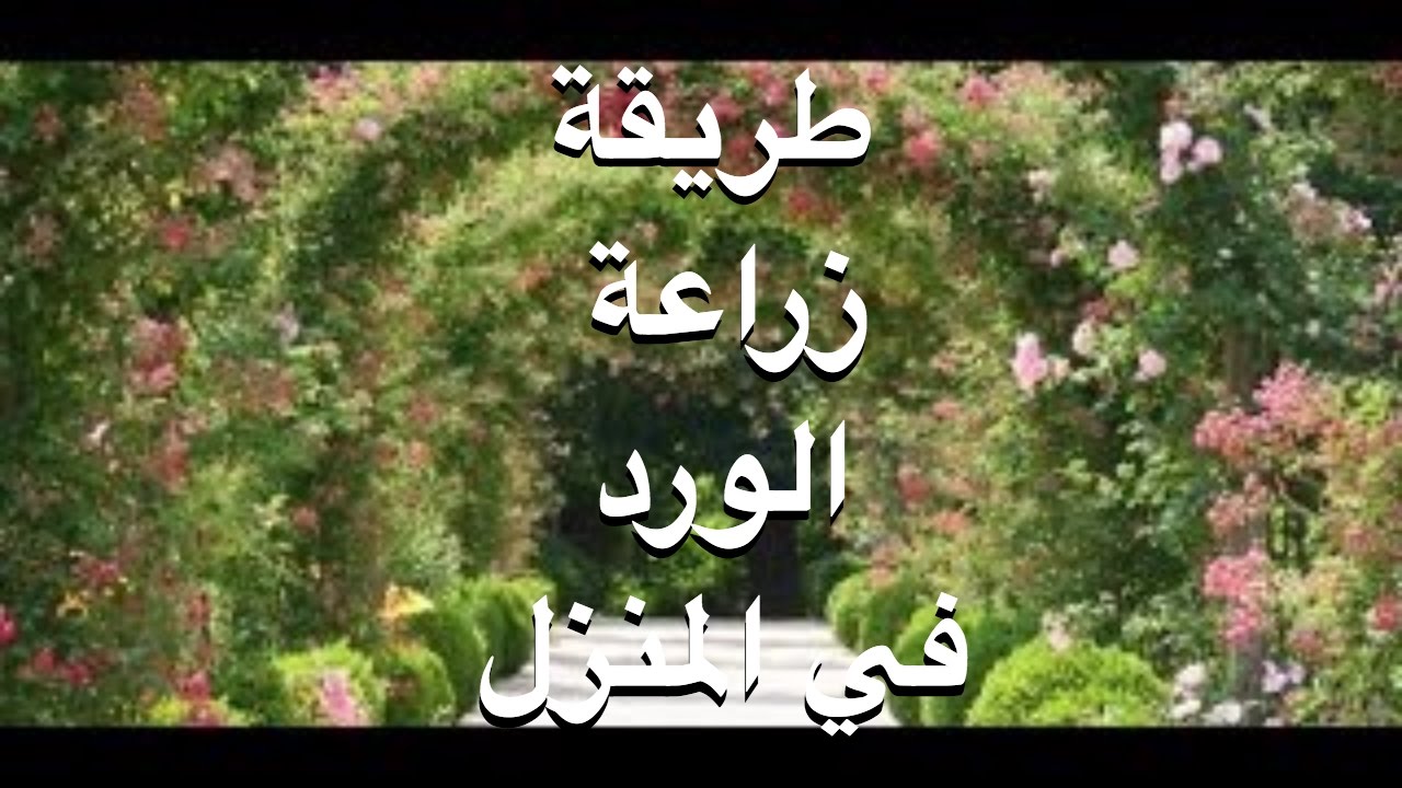 كيفية زراعة الورد