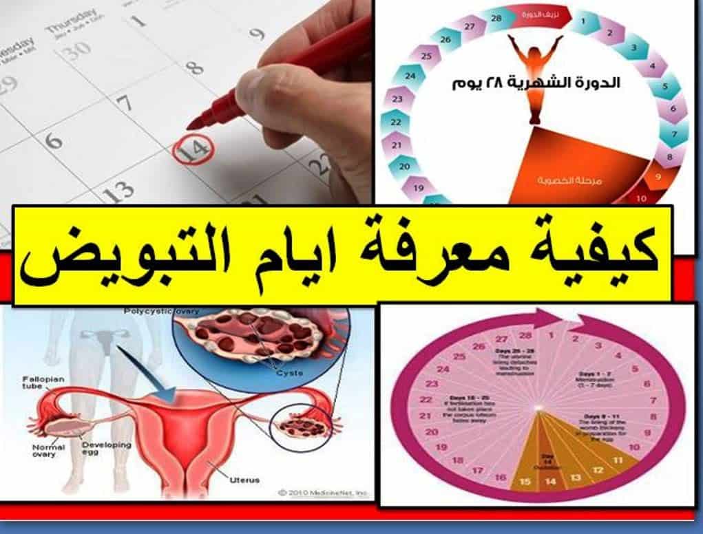 افضل وقت للحمل - شاهد بالفيديو انسب اوقات للحمل 3776 3