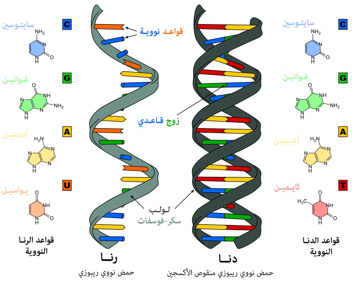 معلومات عن الحمض النووي , واشياء جديدة تعرف عليها معنا