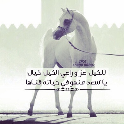 شعر عن الخيل , متع ذهنك و صفي عقلك و تمتع معنا