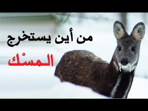 من اين يستخرج المسك , تعرف على رائحة المسك الرائعة من اين تاتي ؟