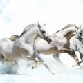 1442 13 زمن الخيول البيضاء - فرس ابيض عربي اميره مهران