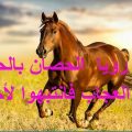 12100 1 رؤيا الحصان في المنام اميره مهران