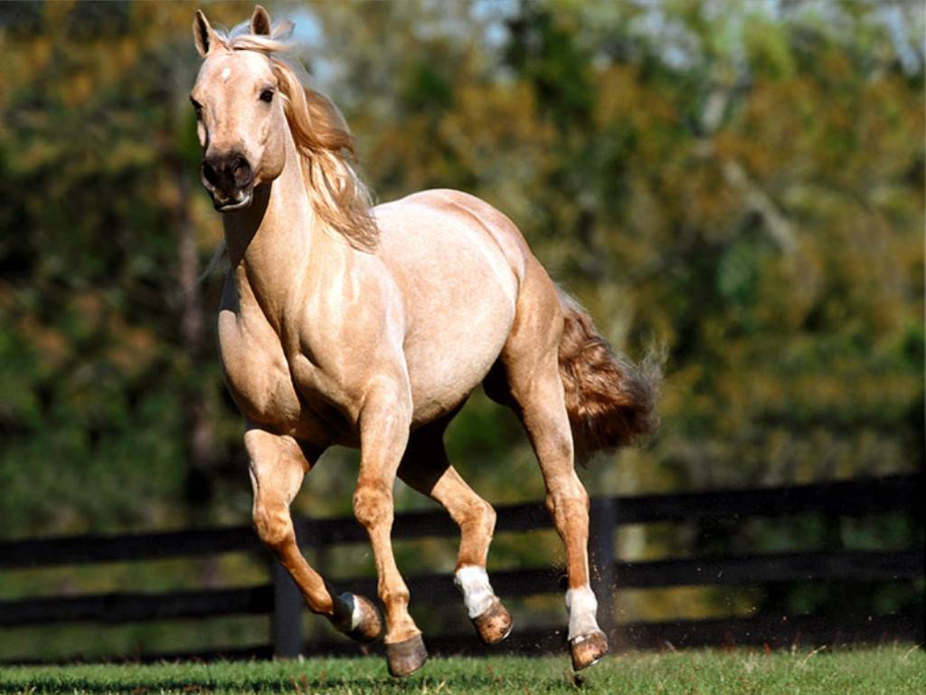 فى منتهى الجمال , الخيل العربي الاصيل