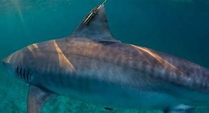 17822 معلومات عن سمك القرش ،معلومات عن أخطر الأسماك اميره مهران