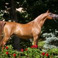 18034 1 معلومات عن الحصان العربي الاصيل، معلومات لم تعرفها من قبل اميره مهران